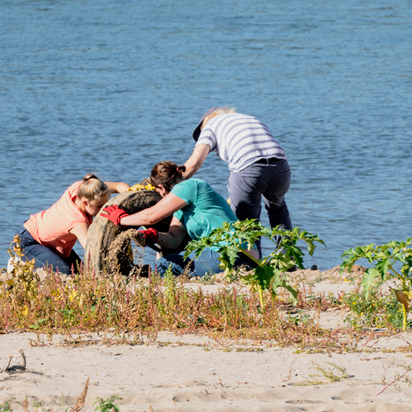 Rhein Clean up bei der Arbeit am Rhein in Zons