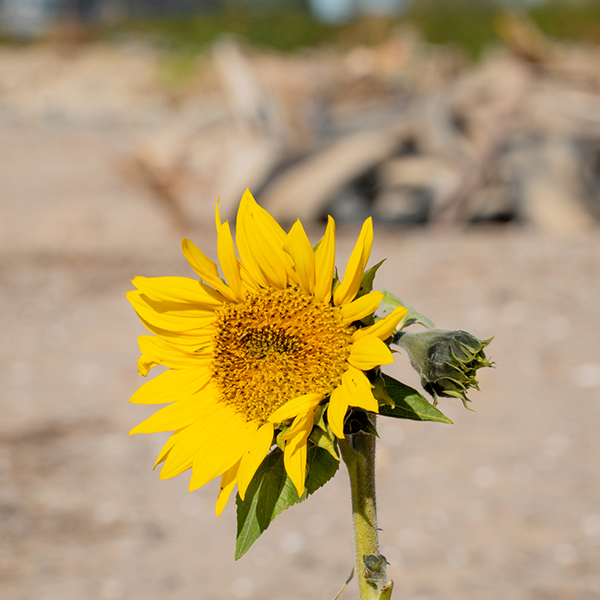 Rhein CleanUp_Bild_Sonnenblume vor Schrotthaufen